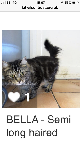 Reserved a rescue cat advice please!!