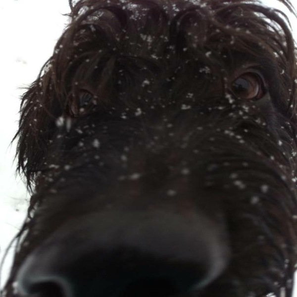 Would anyone else give everything to just have time with special dog that crossed rainbow bridge again .