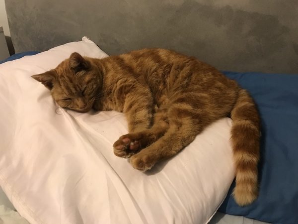 Name for Ginger Tom