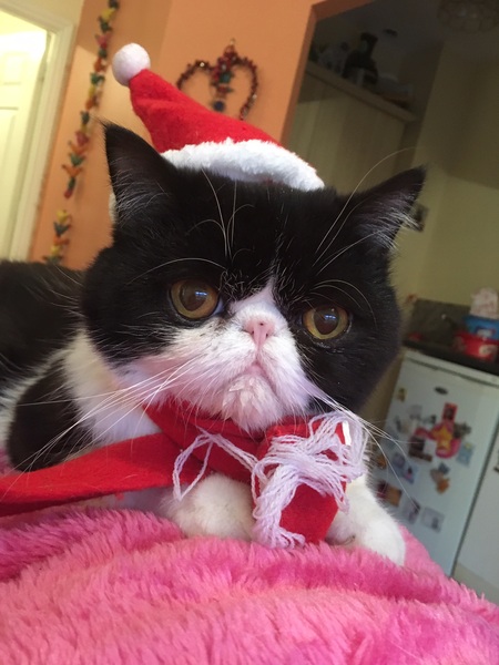Cheddar wants to see her Exotic shorthair cousins.