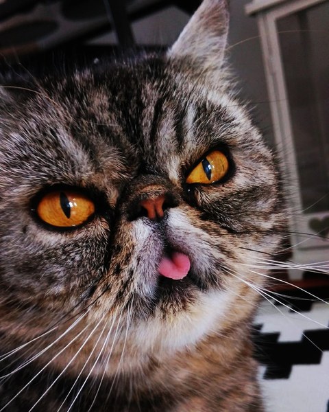 Cheddar wants to see her Exotic shorthair cousins.