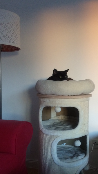 Scratching post
