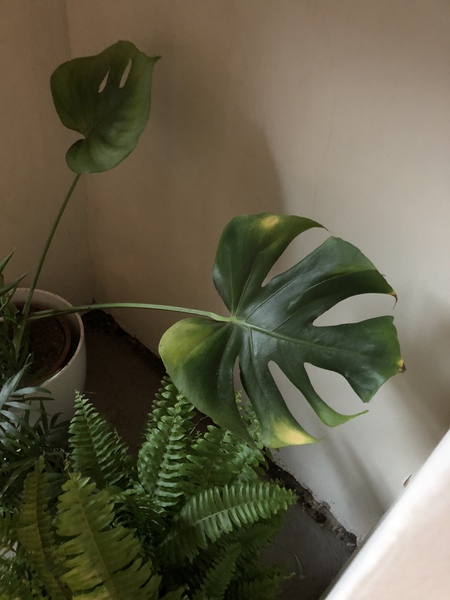 Who do my fern leaves keep going crispy?!