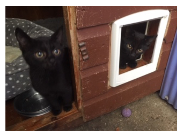 I may have accidentally adopted a pair of kittens...