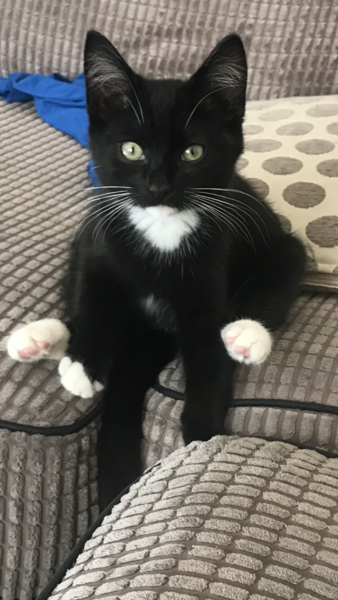Kitten suckling help!