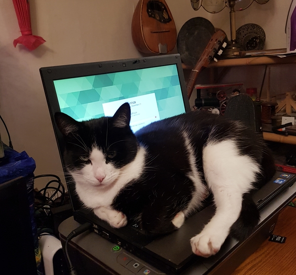 This is a cat who KNOWS he shouldn't be there....