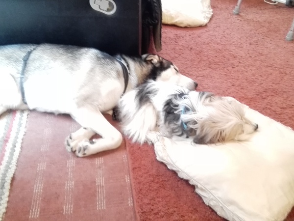 I bloody love my dog