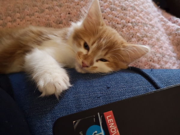 Our gorgeous new kitten