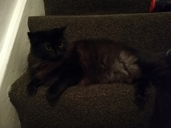 Floofy photos on Sunday