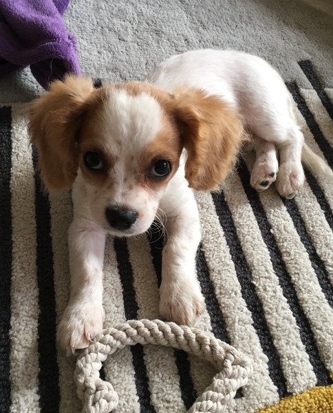 Rehoming but not via a charity