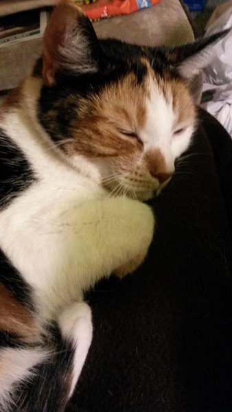 PB on the bed, dreamies and chat