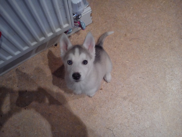 New puppy, breed?