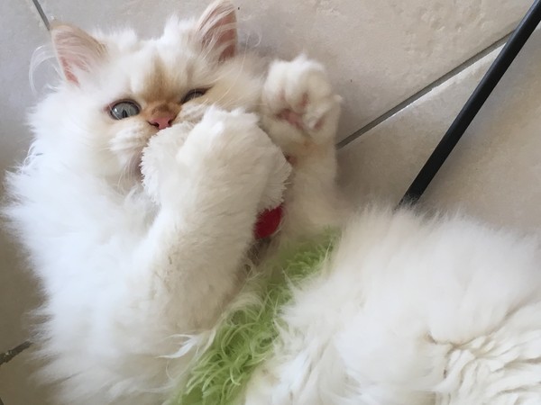 Floofy photos on Sunday