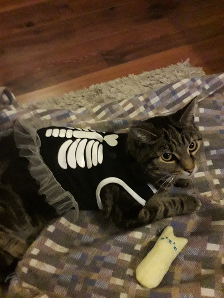 Show me your favourite pictures of your cats