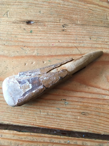 Calling all fossil hunters...