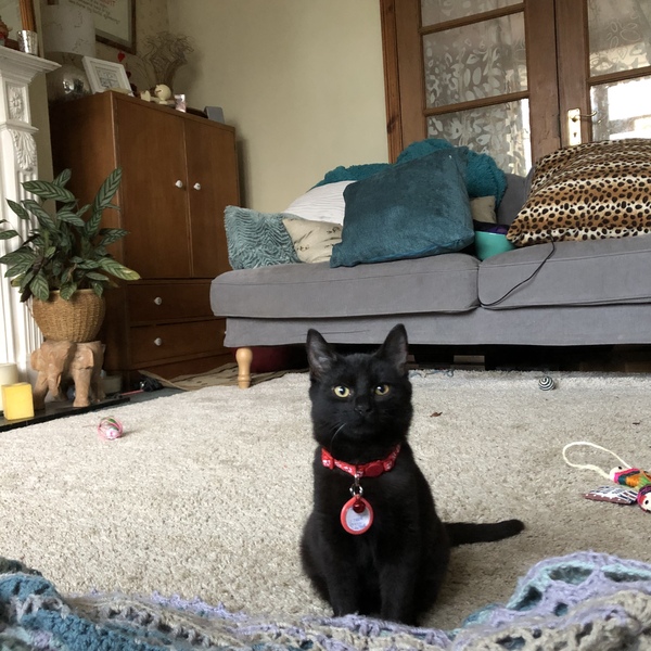 I may have accidentally adopted a pair of kittens...