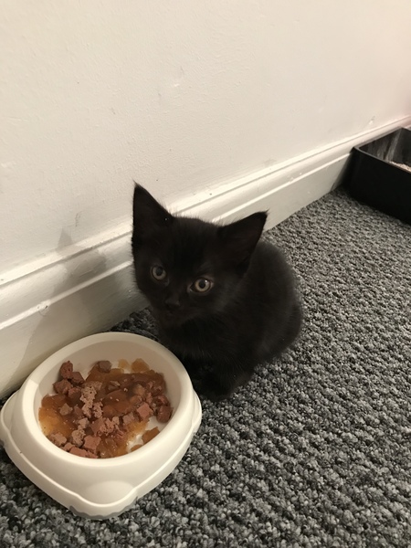 Help me name my new kitten