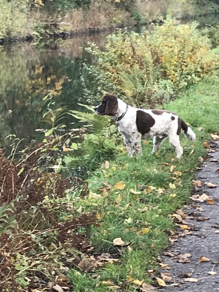 I bloody love my dog