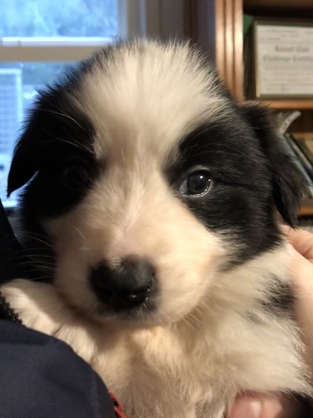New Border Collie Puppy - Much excitement and need name!
