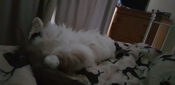 Ragdoll cats/kittens