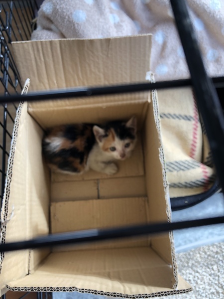 Who is the crazy of craziest cat person ?