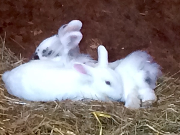 Anyone got experience of house bunnies