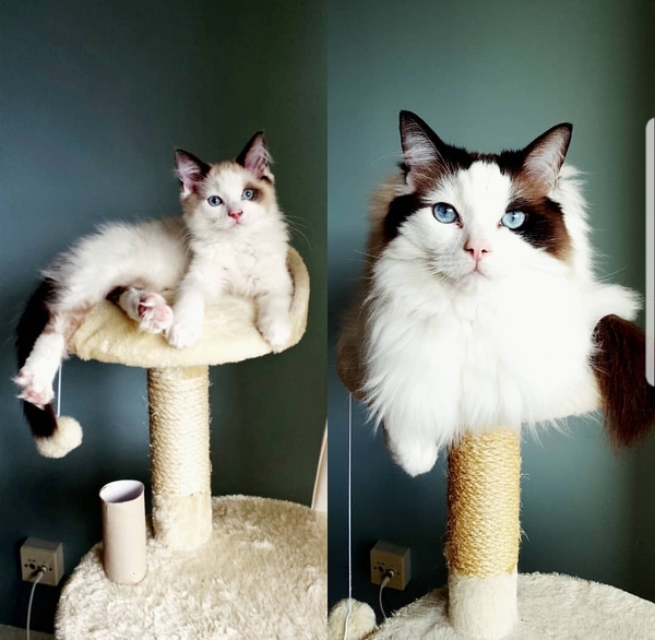 Ragdoll cats/kittens