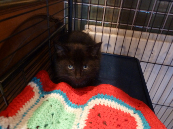 Anybody tamed a feral kitten?