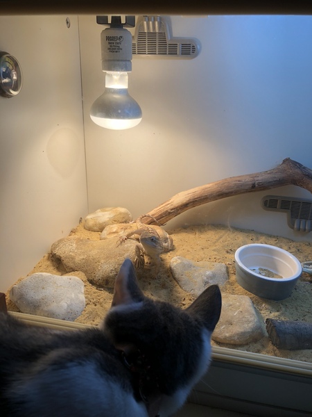 My baby is booked to be spayed and I’m scared!