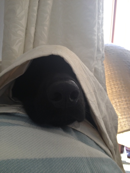 I bloody love my dog