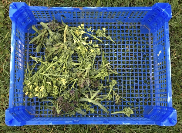 Allotment?Veg Patch Thread 13! Are we weathering the weather?