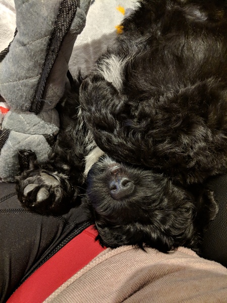 Puppy Survival Thread Part 6