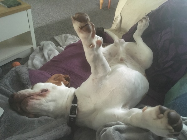 Do you let your dog on the sofa?