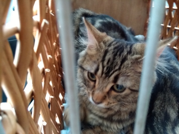 Rescue kittens arrive tomorrow! Help!!!