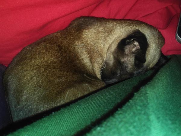 Thinking to get a (or two) Siamese kitten. Experiences please.
