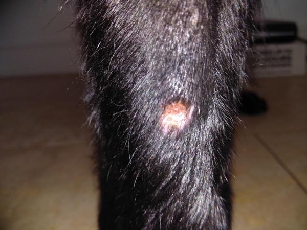Could I have your opinions on how urgent this leg lesion is? (Photo included)