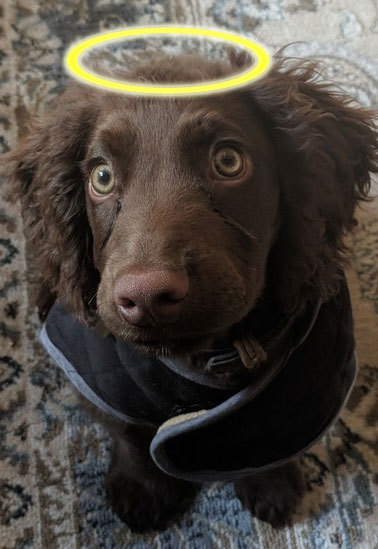 To think puppies are hard work! (But worth it).