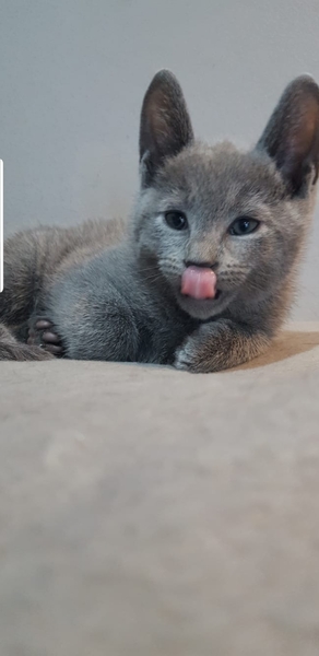 Is she a Russian Blue or have I been ripped off?