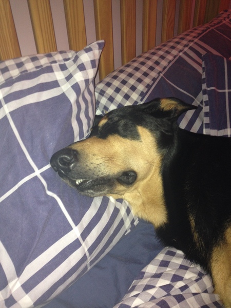 Do you let your dog on the sofa?