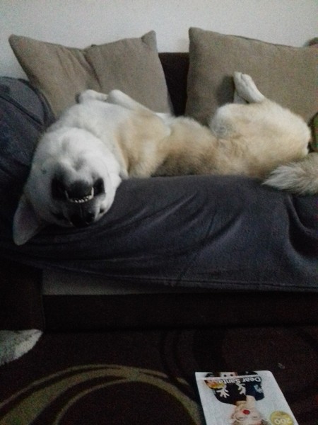 My pup is so funny! And a little odd.