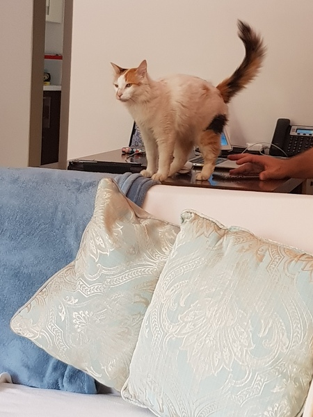 Anybody tamed a feral kitten?