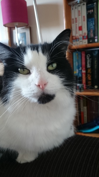 Cats as pets - what do you wish you'd known?
