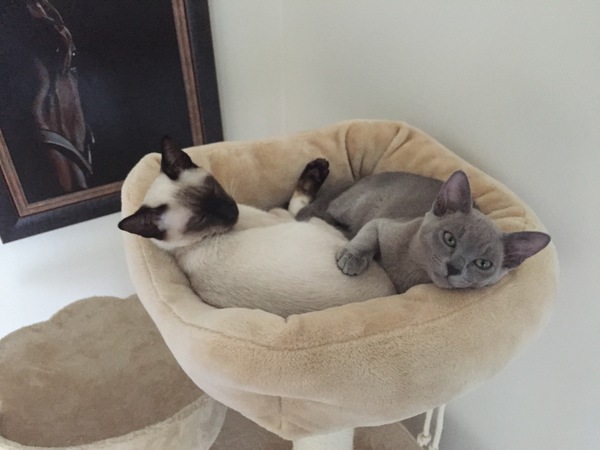 Introducing new kitten to existing kitten