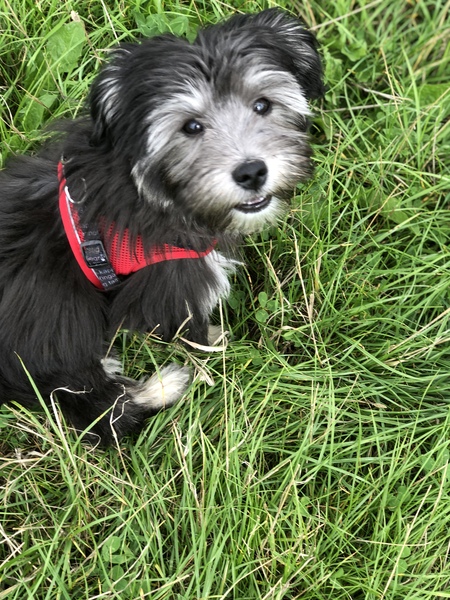 Puppy Survival Thread Part 6