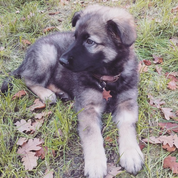 Please help me with crate training!