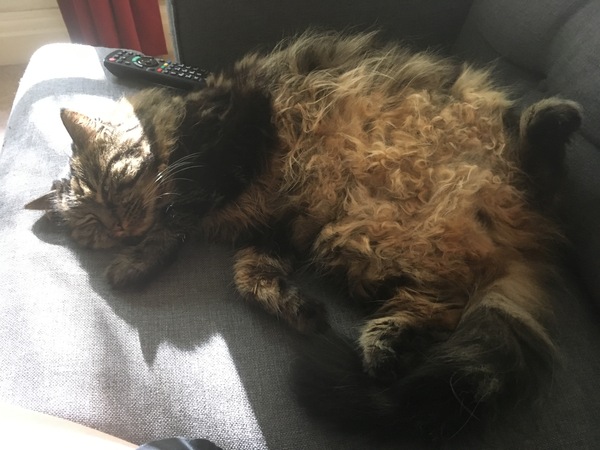 Floofy photos on Sunday