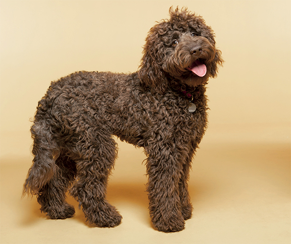 Labradoodle?