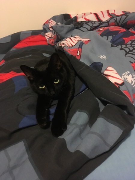 steppecat keeps stealing my hot water bottle.