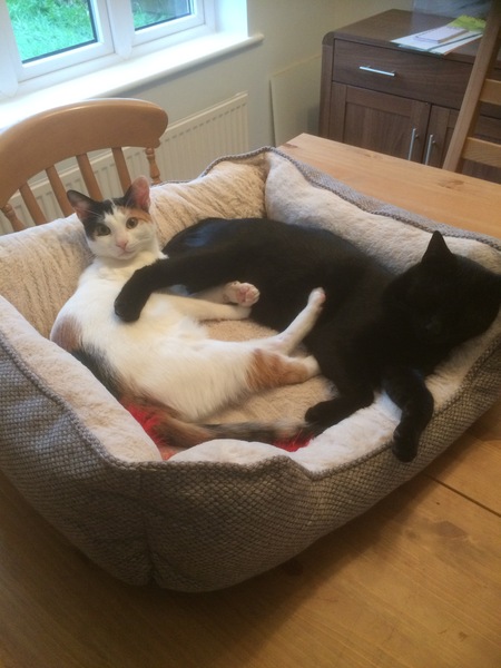 I’m regretting my kittens so much
