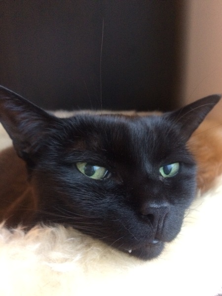 Show me your favourite pictures of your cats